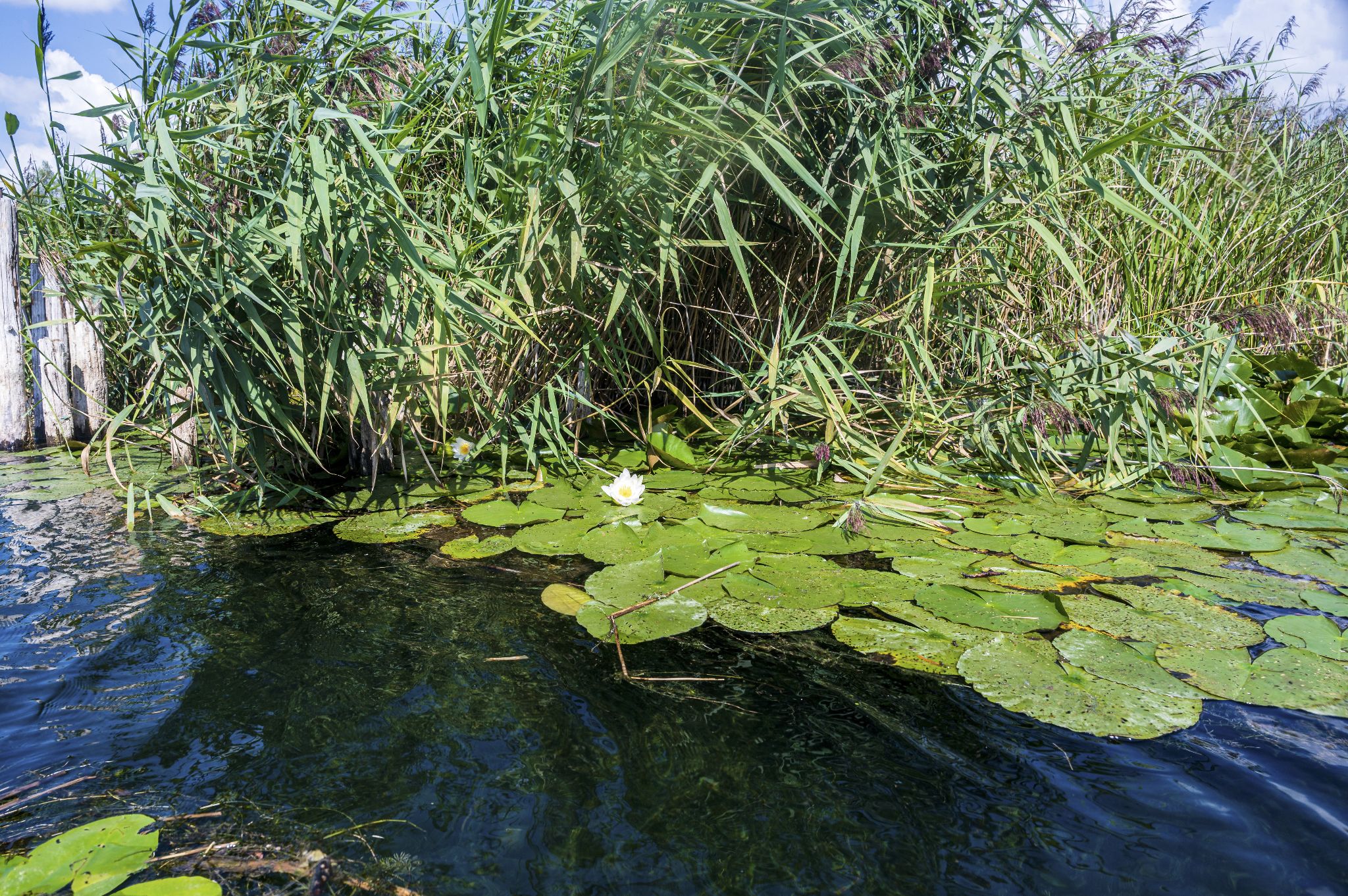 Kajaktour Leutstettner Moos 21.08.2022
